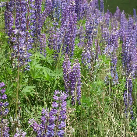 Schoene Aussicht Апартаменты Тодтнау