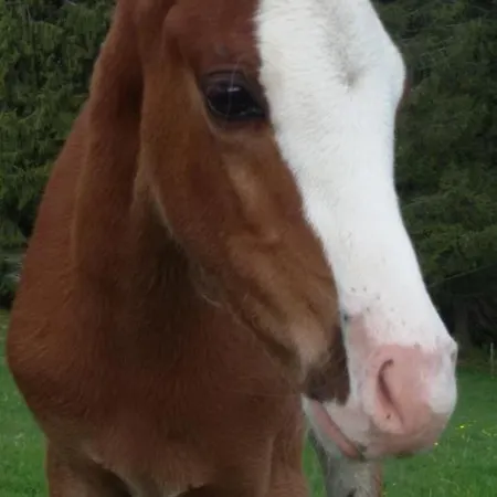 Schoene Aussicht Apartamento *