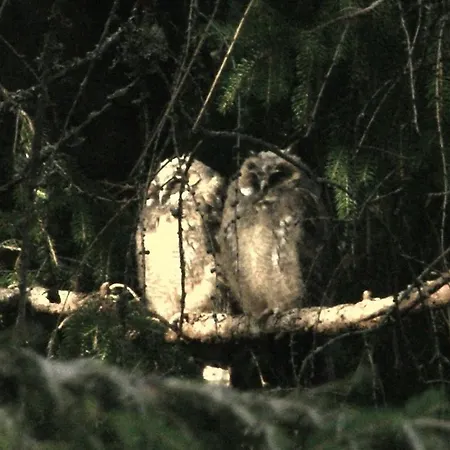 Apartamento Schoene Aussicht Todtnau