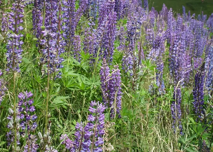 Schoene Aussicht Apartamento Todtnau