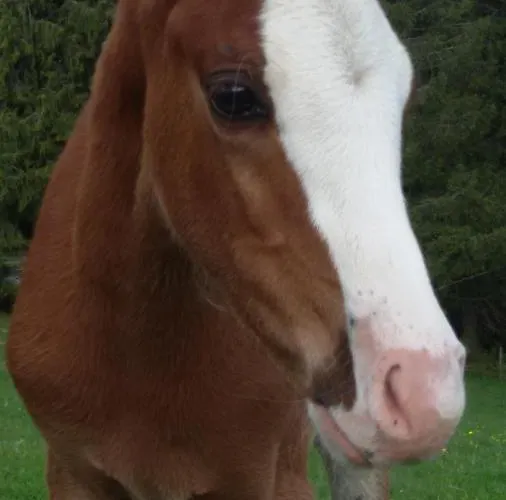 Schoene Aussicht Appartamento *