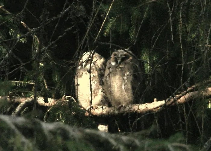 Appartamento Schoene Aussicht Todtnau